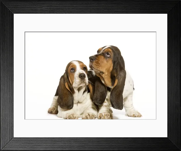 Framed Print : Dog - Basset Hound - two in studio Framed Print : Dog - Basset Hound - two in studio