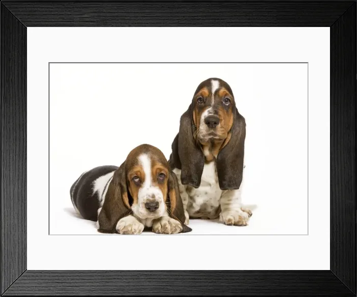Framed Print : Dog - Basset Hound - two in studio Framed Print : Dog - Basset Hound - two in studio
