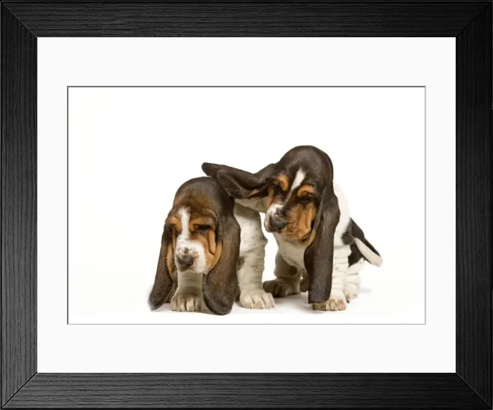 Framed Print : Dog - Basset Hound - two puppies in studio Framed Print : Dog - Basset Hound - two puppies in studio