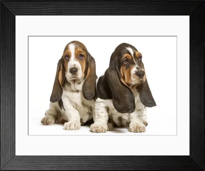 Framed Print : Dog - Basset Hound - two in studio Framed Print : Dog - Basset Hound - two in studio