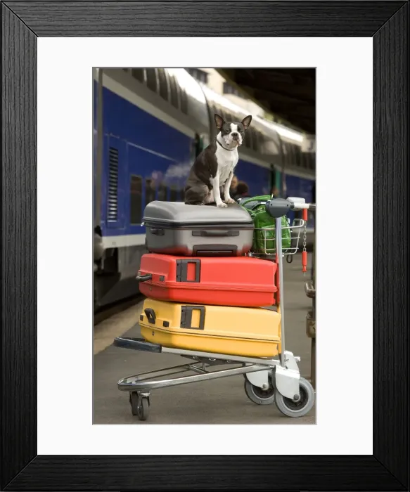 Framed Print : Dog - Boston Terrier sitting on top of suitcases on trolly on platform at train station Framed Print : Dog - Boston Terrier sitting on top of suitcases on trolly on platform at train station