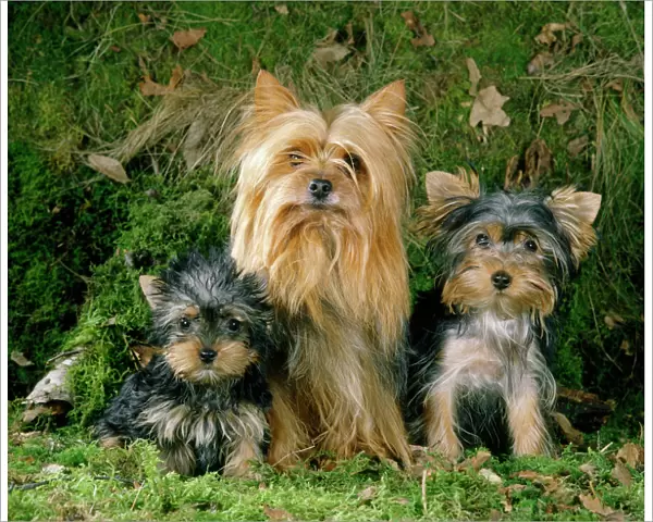 Yorkshire Terrier Dog - adult & puppies