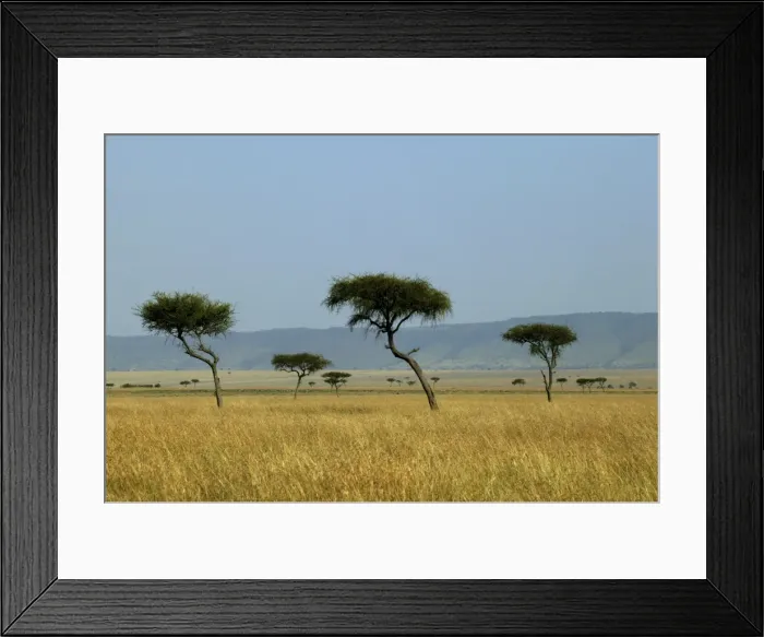 Framed Print : Savannah Maasai mara, Transmara, Kenya Framed Print : Savannah Maasai mara, Transmara, Kenya