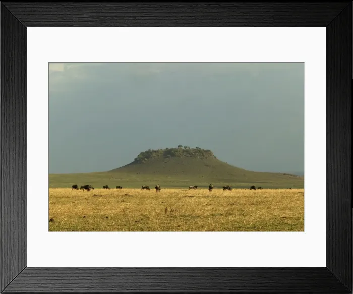 Framed Print : Savannah Maasai mara, Transmara, Kenya Framed Print : Savannah Maasai mara, Transmara, Kenya