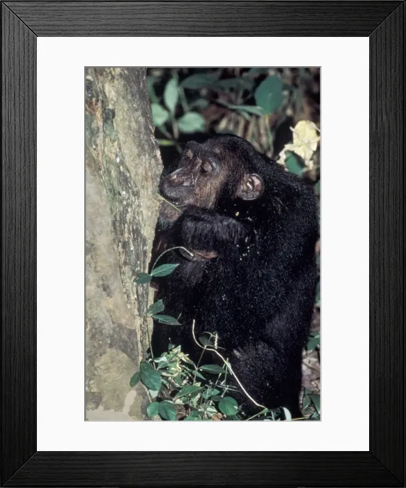 Framed Print : Chimpanzee Tanzania Framed Print : Chimpanzee Tanzania