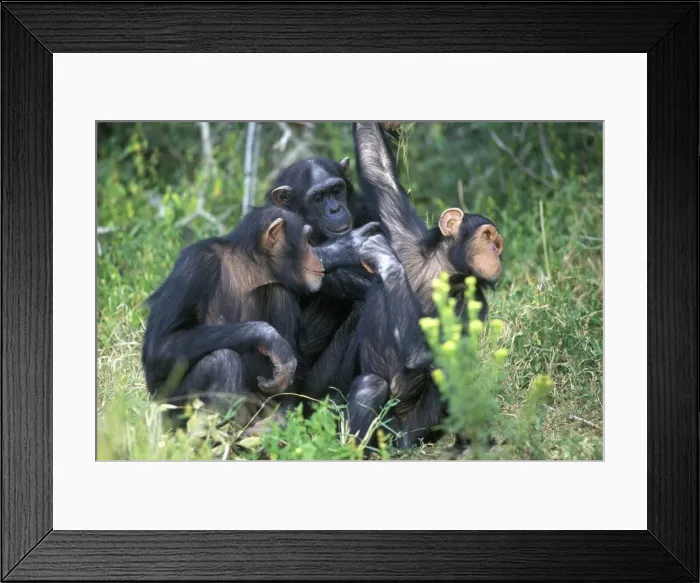 Framed Print : Chimpanzees Grooming each other Tanzania Framed Print : Chimpanzees Grooming each other Tanzania