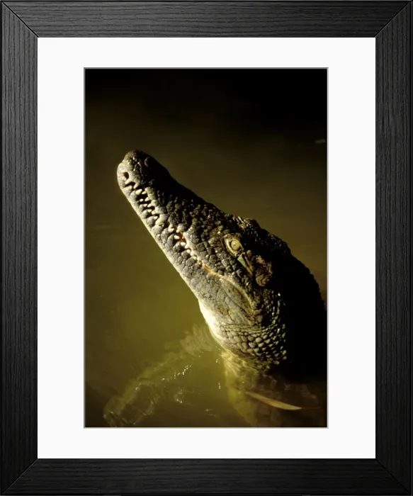 Framed Print : Nile Crocodile Framed Print : Nile Crocodile