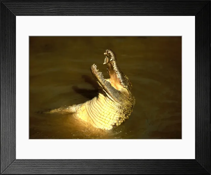 Framed Print : Nile Crocodile With head out of water, mouth open Framed Print : Nile Crocodile With head out of water, mouth open
