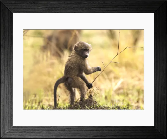 Framed Print : Olive Baboon Young Maasai Mara, Kenya, Africa Framed Print : Olive Baboon Young Maasai Mara, Kenya, Africa
