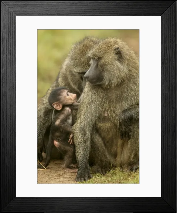 Framed Print : Olive Baboon Adults with young Maasai Mara, Kenya, Africa Framed Print : Olive Baboon Adults with young Maasai Mara, Kenya, Africa