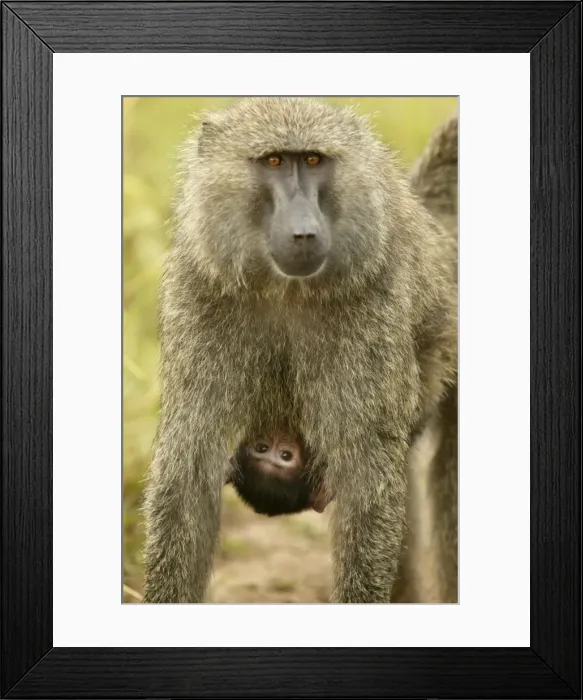 Framed Print : Olive Baboon Parent carrying young Maasai Mara, Kenya, Africa Framed Print : Olive Baboon Parent carrying young Maasai Mara, Kenya, Africa