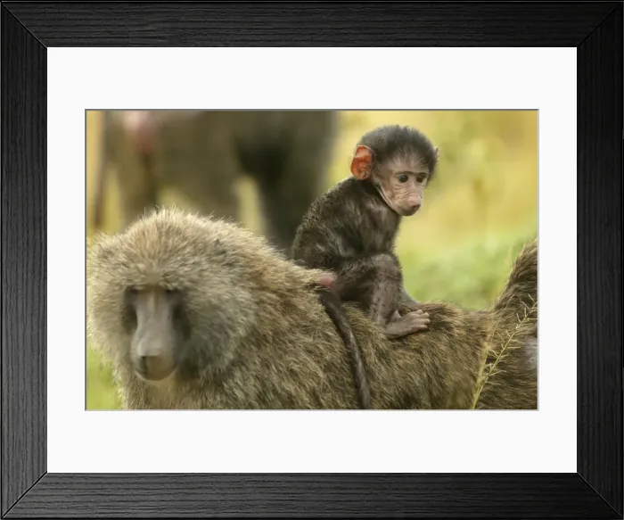 Framed Print : Olive Baboons Adult carrying young on back Maasai Mara, Kenya, Africa