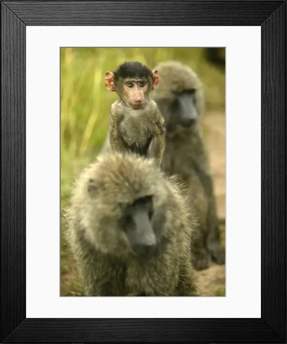Framed Print : Olive Baboons Young riding on the back of adult Maasai Mara, Kenya, Africa Framed Print : Olive Baboons Young riding on the back of adult Maasai Mara, Kenya, Africa