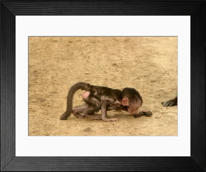 Framed Print : Olive Baboon Young baboon smelling faeces Maasai Mara, Kenya, Africa Framed Print : Olive Baboon Young baboon smelling faeces Maasai Mara, Kenya, Africa
