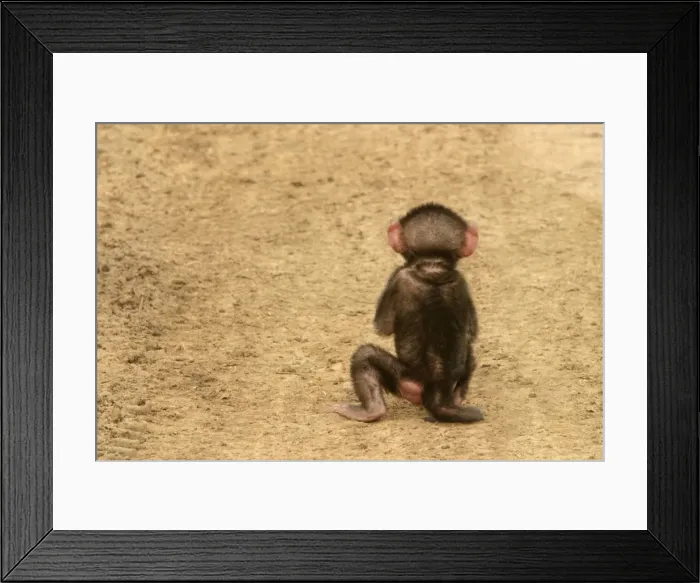 Framed Print : Olive Baboon Back of young baboon Maasai Mara, Kenya, Africa Framed Print : Olive Baboon Back of young baboon Maasai Mara, Kenya, Africa