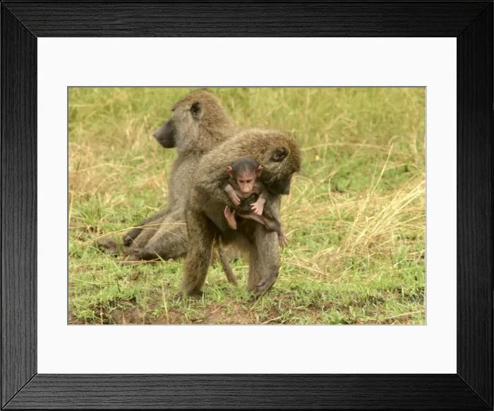 Framed Print : Olive Baboons Adult carrying young Maasai Mara, Kenya, Africa Framed Print : Olive Baboons Adult carrying young Maasai Mara, Kenya, Africa