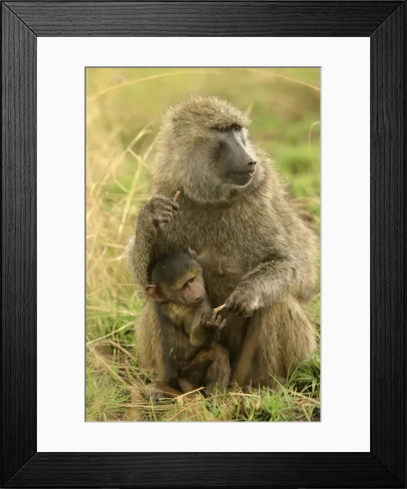 Framed Print : Olive Baboon Adult and young Maasai Mara, Kenya, Africa Framed Print : Olive Baboon Adult and young Maasai Mara, Kenya, Africa