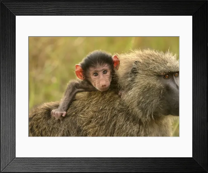 Framed Print : Olive Baboon Adult carrying young on back Maasai Mara, Kenya, Africa Framed Print : Olive Baboon Adult carrying young on back Maasai Mara, Kenya, Africa