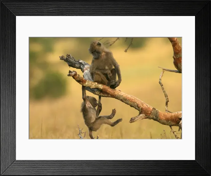 Framed Print : Olive Baboons Young baboons playing in trees Maasai Mara, Kenya, Africa Framed Print : Olive Baboons Young baboons playing in trees Maasai Mara, Kenya, Africa