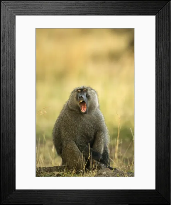 Framed Print : Olive Baboon With mouth open Maasai Mara, Kenya, Africa Framed Print : Olive Baboon With mouth open Maasai Mara, Kenya, Africa