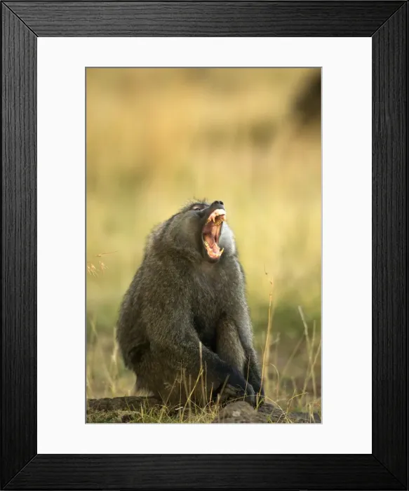 Framed Print : Olive Baboon With mouth wide open Maasai Mara, Kenya, Africa Framed Print : Olive Baboon With mouth wide open Maasai Mara, Kenya, Africa