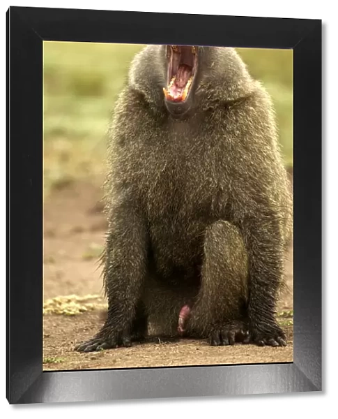 Olive Baboon With mouth wide open, showing penis Maasai Mara, Kenya, Africa