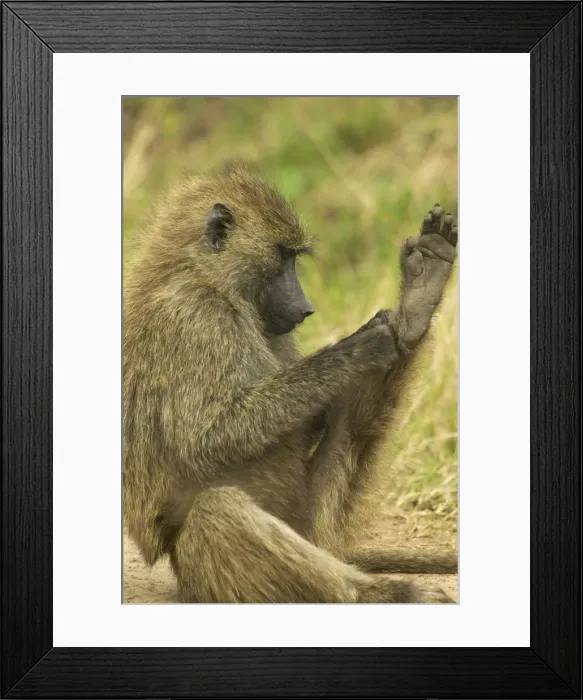 Framed Print : Olive Baboon Scratching feet Maasai Mara, Kenya, Africa Framed Print : Olive Baboon Scratching feet Maasai Mara, Kenya, Africa