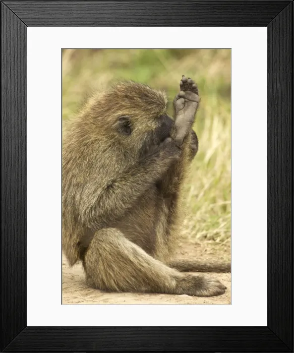 Framed Print : Olive Baboon Maasai Mara, Kenya, Africa Framed Print : Olive Baboon Maasai Mara, Kenya, Africa