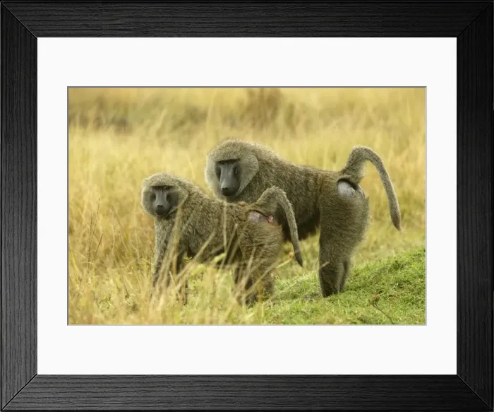 Framed Print : Olive Baboons Maasai Mara, Kenya, Africa Framed Print : Olive Baboons Maasai Mara, Kenya, Africa