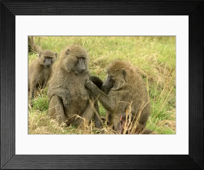 Framed Print : Olive Baboon Grooming Maasai Mara, Kenya, Africa Framed Print : Olive Baboon Grooming Maasai Mara, Kenya, Africa