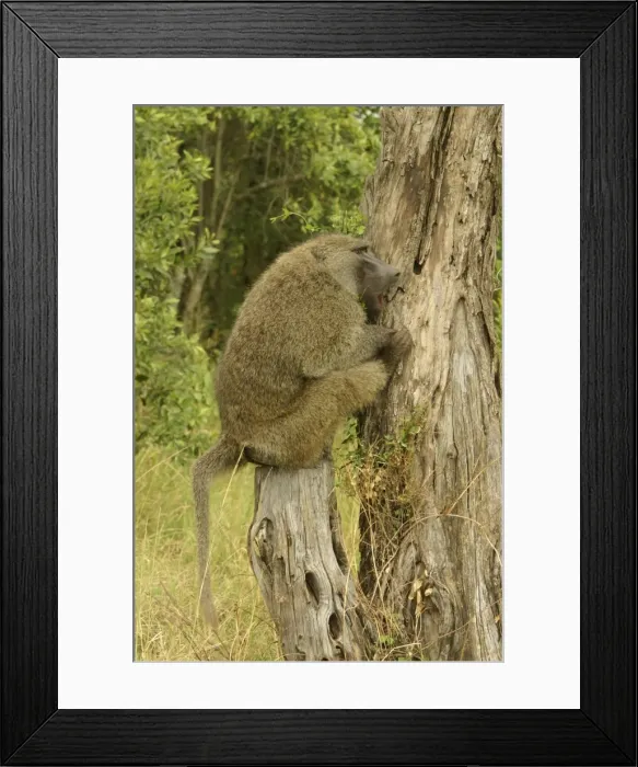 Framed Print : Olive Baboon Sitting on tree stump Maasai Mara, Kenya, Africa Framed Print : Olive Baboon Sitting on tree stump Maasai Mara, Kenya, Africa