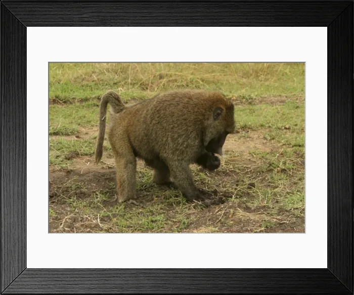 Framed Print : Olive Baboon Foraging in faeces Maasai Mara, Kenya, Africa Framed Print : Olive Baboon Foraging in faeces Maasai Mara, Kenya, Africa