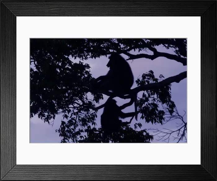 Framed Print : Olive Baboons Silhouettes of Baboons in tree Maasai Mara, Kenya, Africa Framed Print : Olive Baboons Silhouettes of Baboons in tree Maasai Mara, Kenya, Africa