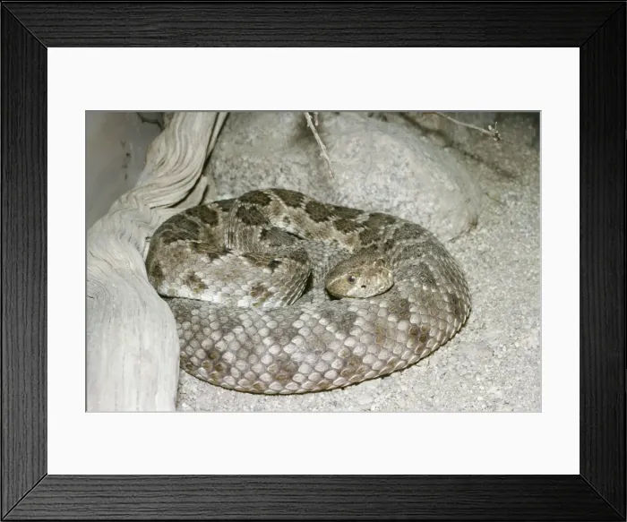 Framed Print : Rattleless Rattlesnake - Poisonous from Isla Santa Catalina, California, USA Framed Print : Rattleless Rattlesnake - Poisonous from Isla Santa Catalina, California, USA