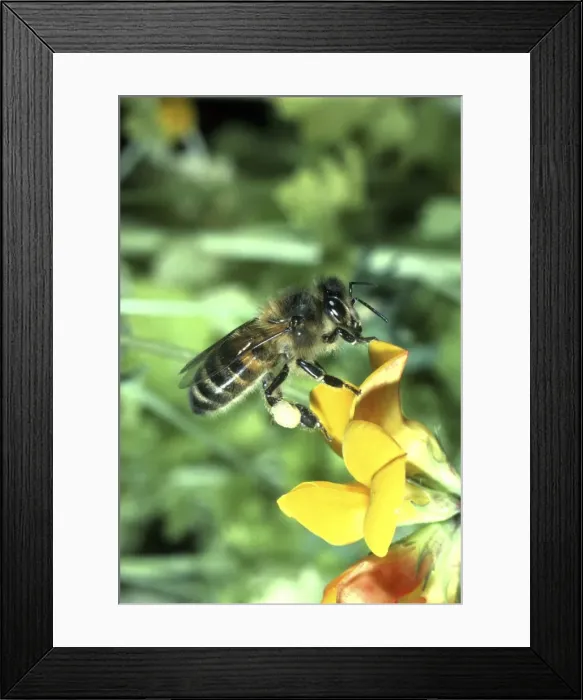 Framed Print : Honey Bee On Trefoil