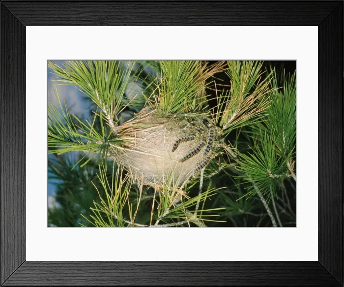 Framed Print : Processionary Moth - communal nest on pine Framed Print : Processionary Moth - communal nest on pine