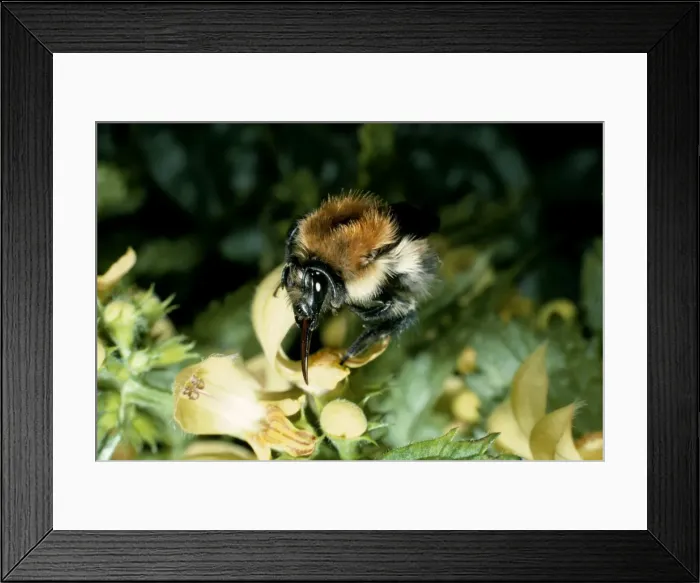 Framed Print : Bumblbee  /  Moss Carder Bee - at flower, pollination