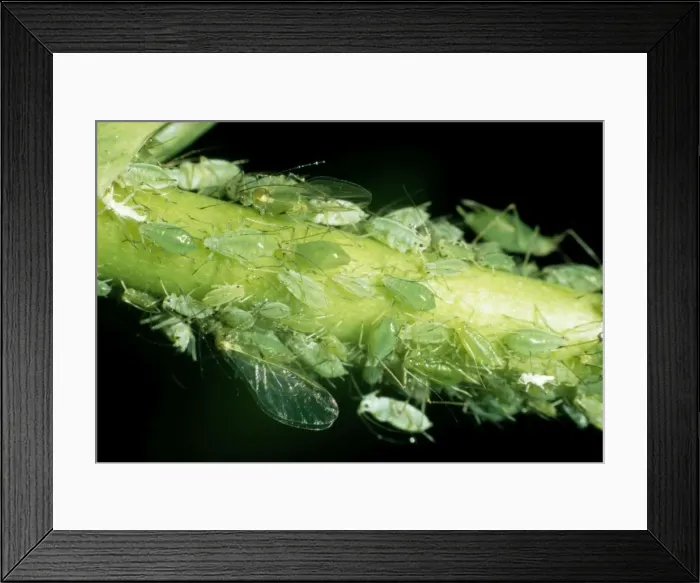 Framed Print : Aphid (Greenfly) Framed Print : Aphid (Greenfly)