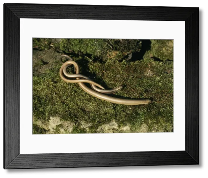 Framed Print : Slow Worms Emerging form hibernation Framed Print : Slow Worms Emerging form hibernation