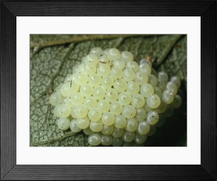 Framed Print : Noctuid Moth - Egg Cluster on blackthorn Framed Print : Noctuid Moth - Egg Cluster on blackthorn