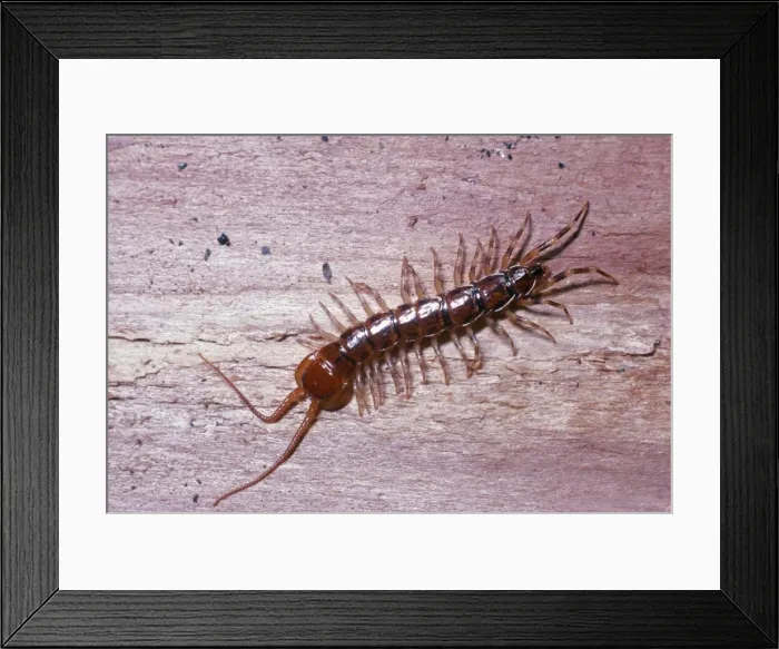 Framed Print : Centipede UK Framed Print : Centipede UK