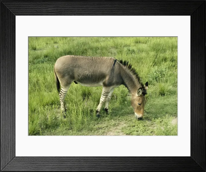 Framed Print : Quagga - experimental cross. Mule / Zebra Hybrid Framed Print : Quagga - experimental cross. Mule / Zebra Hybrid