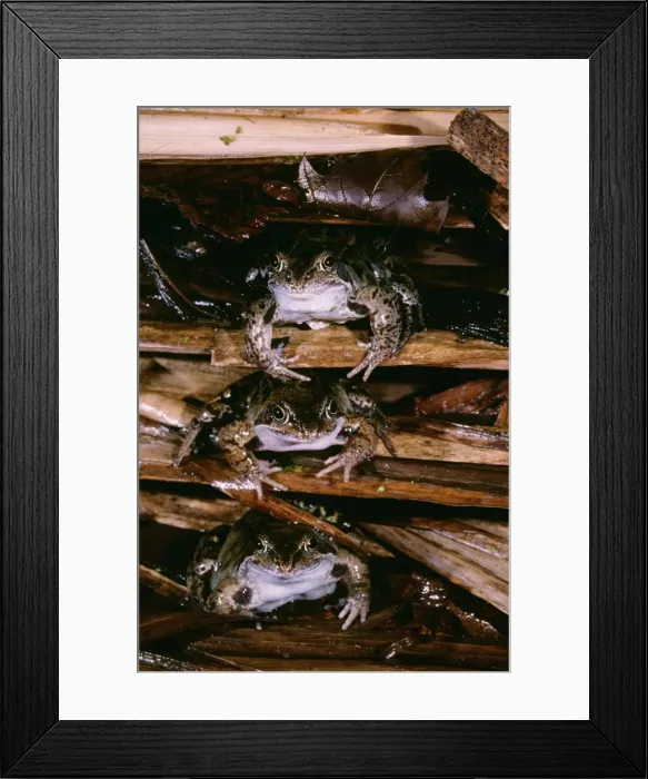 Framed Print : Common Frog - 3 at hibernation site Framed Print : Common Frog - 3 at hibernation site
