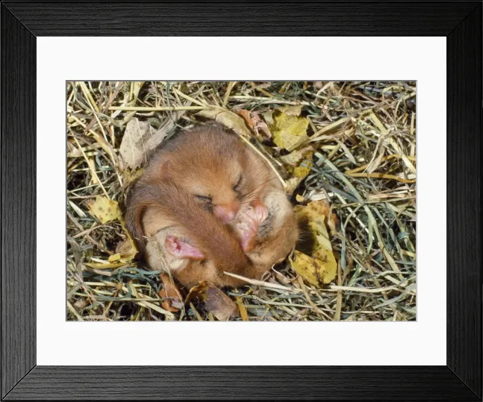 Framed Print : Dormouse - hibernating Framed Print : Dormouse - hibernating