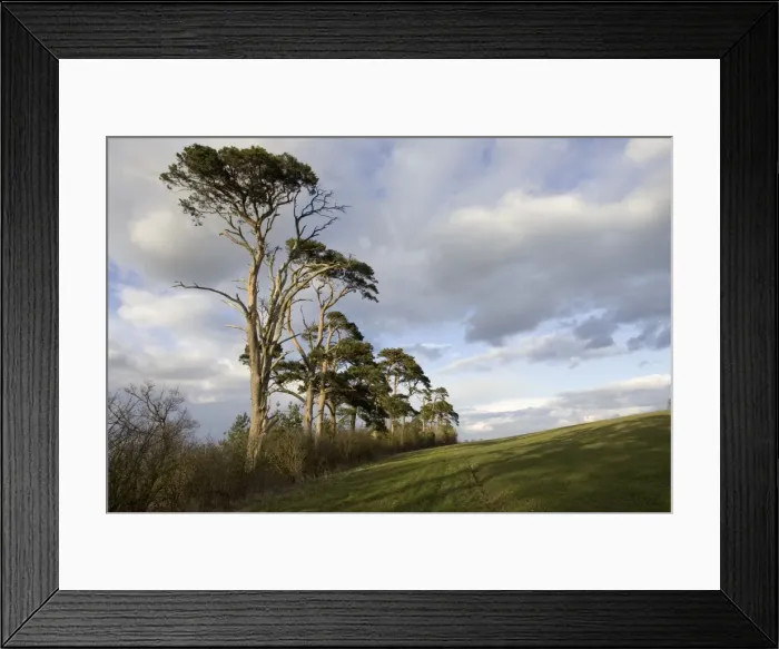 Framed Print : Scots pine trees - silhouetted against evening sky at dusk. Cotswolds UK Framed Print : Scots pine trees - silhouetted against evening sky at dusk. Cotswolds UK