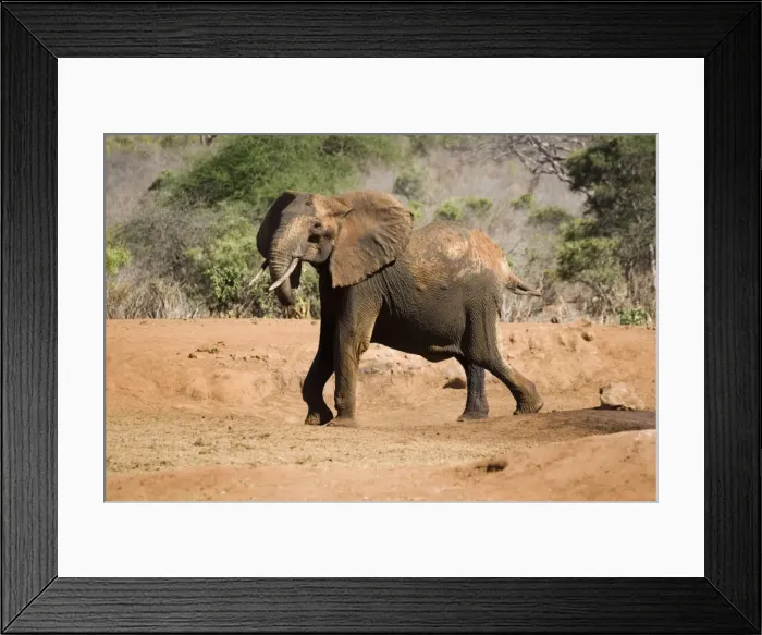 Framed Print : African elephant - female / cow angry at not being able to rescue her very young calf which has fallen into a water hole in Ngulia Rhino Sancturay, Tsavo National Park, West Kenya, Africa Framed Print : African elephant - female / cow angry at not being able to rescue her very young calf which has fallen into a water hole in Ngulia Rhino Sancturay, Tsavo National Park, West Kenya, Africa