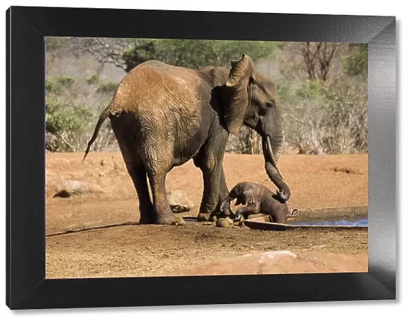 African Elephant - female  / cow trying to rescue her very young calf which has fallen into a water hole in Ngulia Rhino Sancturay, Tsavo National Park, West Kenya, Africa
