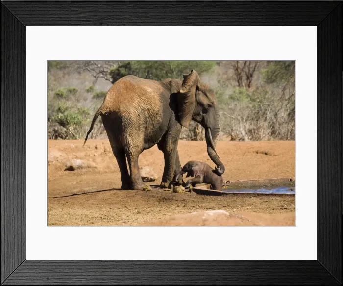 Framed Print : African Elephant - female / cow trying to rescue her very young calf which has fallen into a water hole in Ngulia Rhino Sancturay, Tsavo National Park, West Kenya, Africa Framed Print : African Elephant - female / cow trying to rescue her very young calf which has fallen into a water hole in Ngulia Rhino Sancturay, Tsavo National Park, West Kenya, Africa