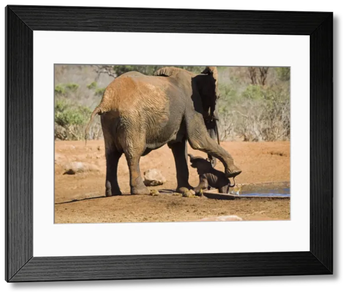 Framed Print : African Elephant - female / cow rescuing her very young calf which has fallen into a water hole in Ngulia Rhino Sancturay, Tsavo National Park, West Kenya, Africa Framed Print : African Elephant - female / cow rescuing her very young calf which has fallen into a water hole in Ngulia Rhino Sancturay, Tsavo National Park, West Kenya, Africa