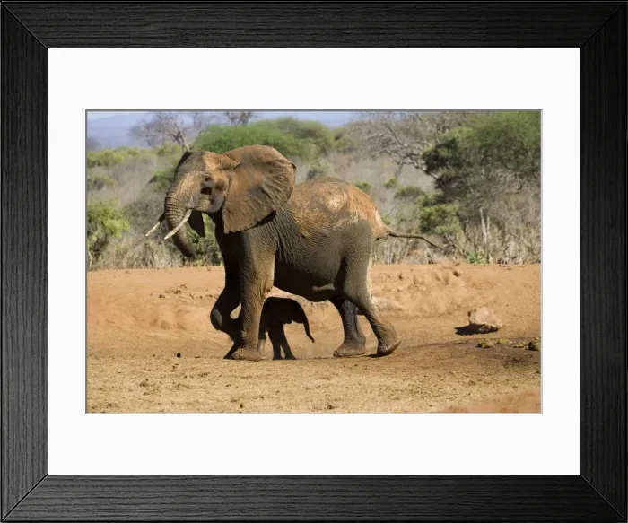 Framed Print : African Elephant - female / cow with 4 month old calf which she has just rescued from a water hole in Ngulia Rhino Sanctuary, Tsavo National Park, West Kenya, Africa Framed Print : African Elephant - female / cow with 4 month old calf which she has just rescued from a water hole in Ngulia Rhino Sanctuary, Tsavo National Park, West Kenya, Africa